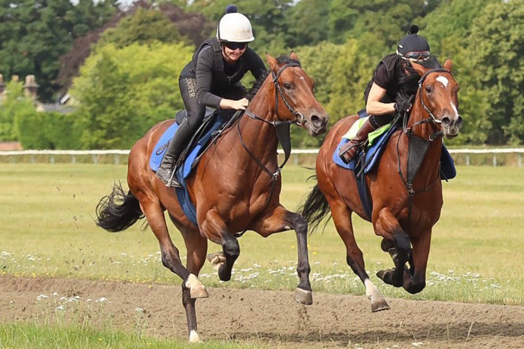 Lennox, a 2yo thoroughbred colt by Muhaarar working in Newmarket.