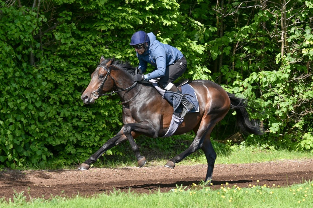 Pont Neuf racehorse jumping with trainer