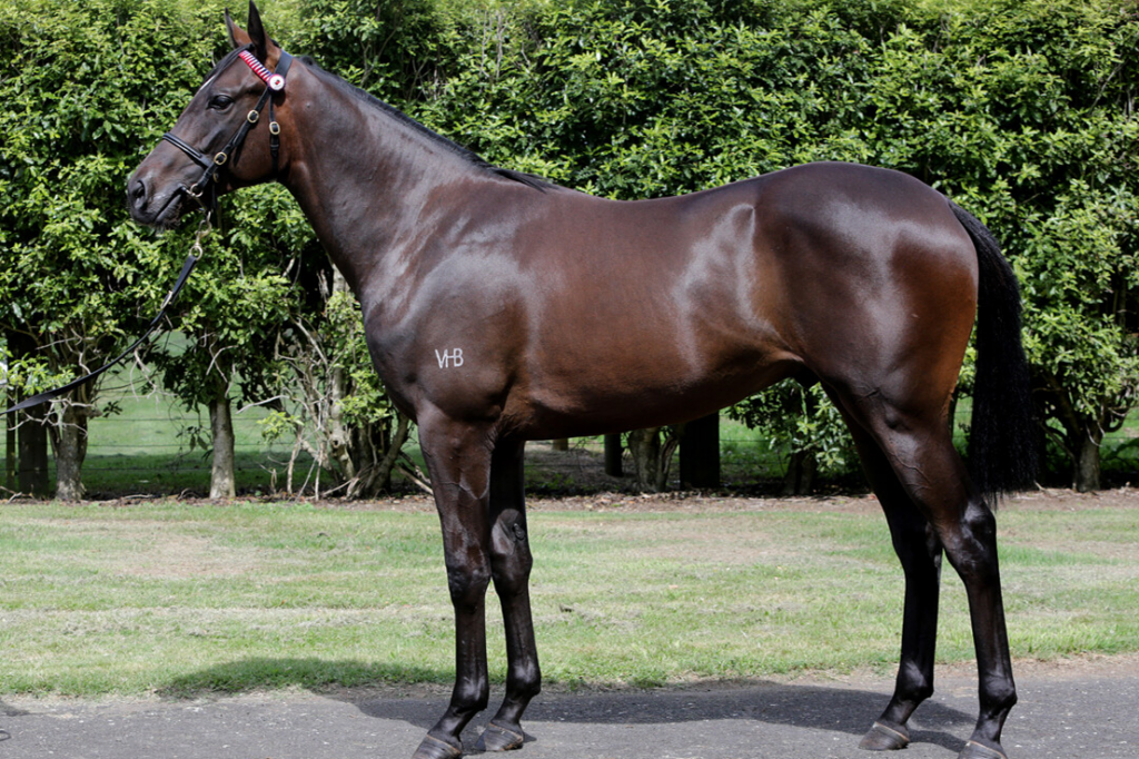 Ace High x Shockfactor '21 colt as a yearling