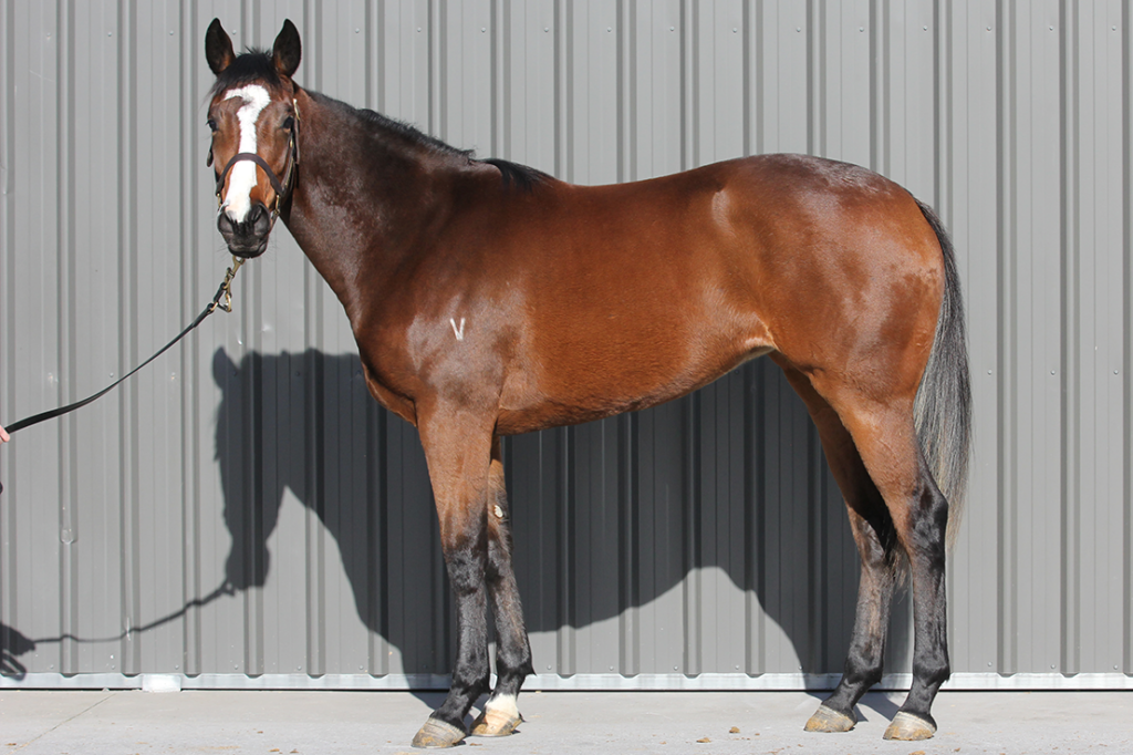 Yearling thoroughbred filly by Dundeel out of Femme Fireball, trained by Phillip Stokes.