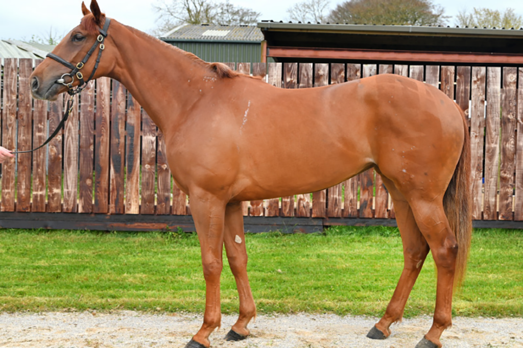 Pepples racehorse full profile