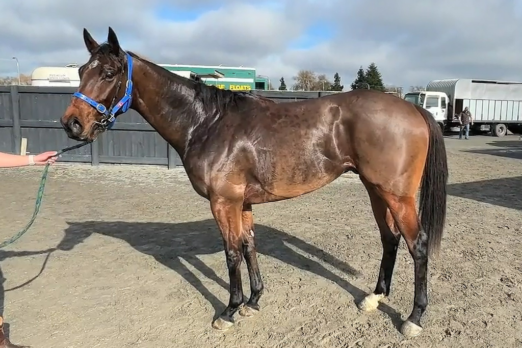Recent acquisition Preferencing, a rising 4yo thoroughbred gelding by Preferment after his one trial.