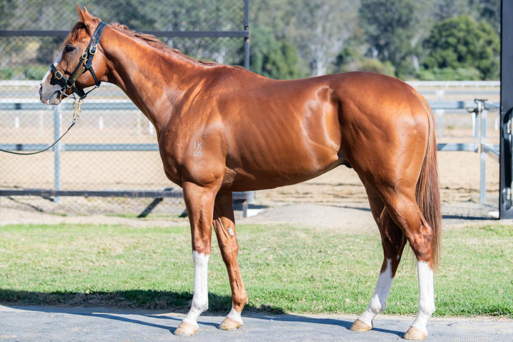 Conformation shot of West Of Africa, a flashy thoroughbred chestnut by Not A Single Doubt.